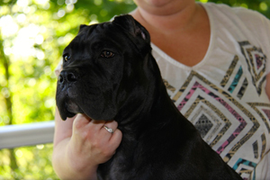 cane corso